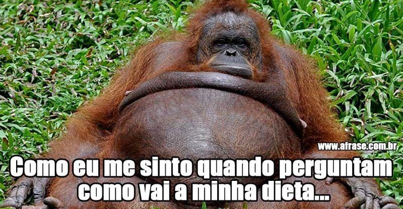 Macaco gordo, floresta.