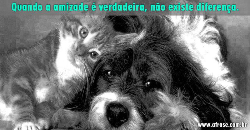 Cão e gato - Não importa cor ou raça se amizade for verdadeira...