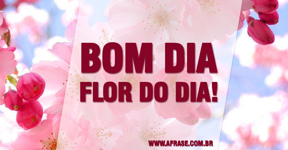 A Frase - Flor A Frase - Flor