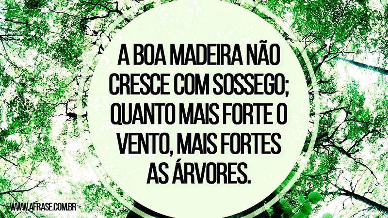 A boa madeira não cresce com ...