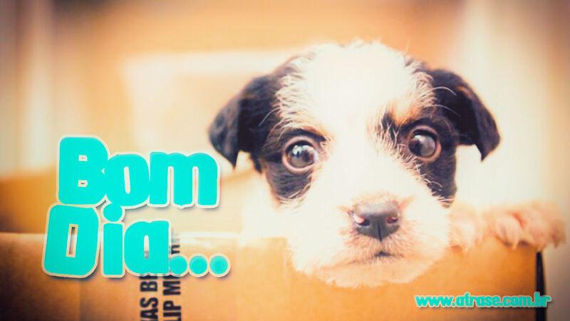 Bom dia... Frases de Bom dia