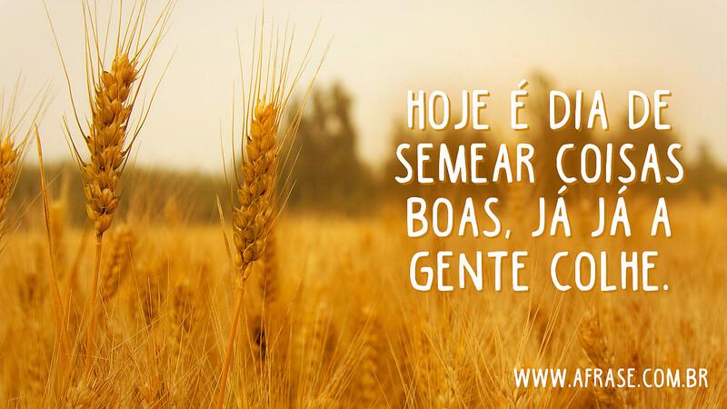 Hoje é dia de semear coisas boas, já já a gente colhe. - Frases de Bom dia