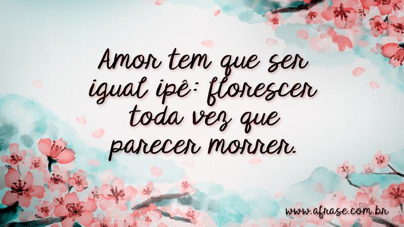 Amor tem que ser igual ipê: florescer toda vez que parecer morrer. - Frases de Amor