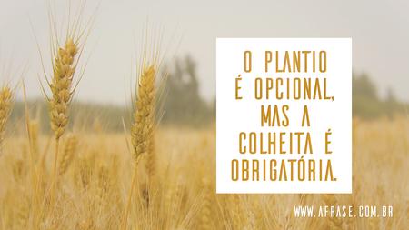 O plantio é opcional, mas a colheita é obrigatória.